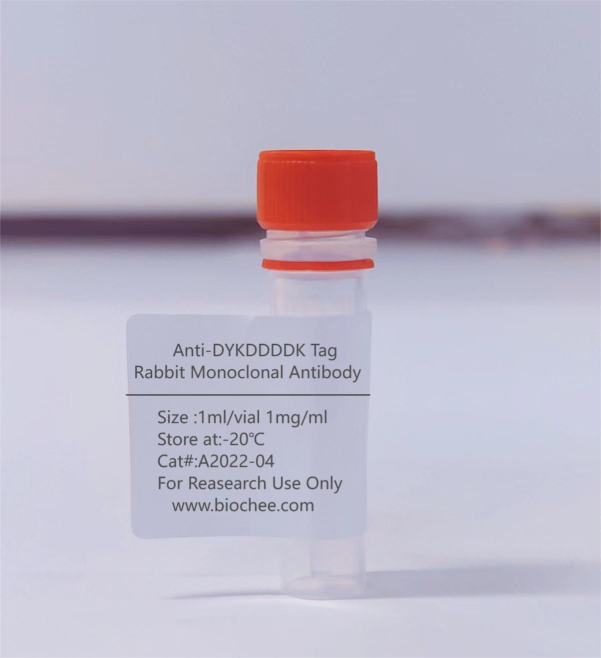 Anti-DYKDDDDK Tag Rabbit Monoclonal Antibody