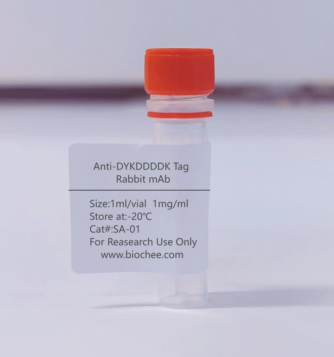 Anti-DYKDDDDK Tag Rabbit mAb